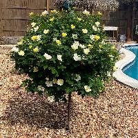 3-4 Foot Sunny Knock Out Rose Tree (Yellow) $59.95