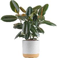 $21.27: Costa Farms Burgundy Rubber Plant, Live In