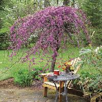 Lavender Twist Weeping Redbud Tree $79.95 + Free S